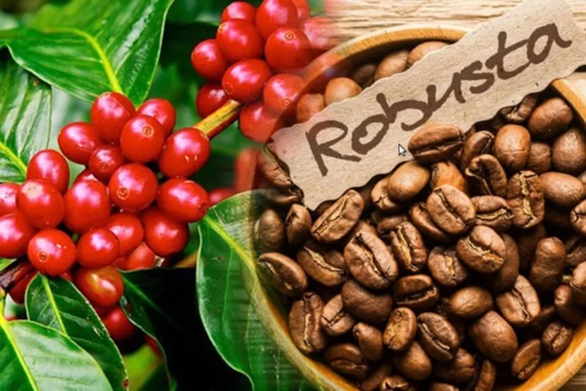 img-Vietnamese Robusta